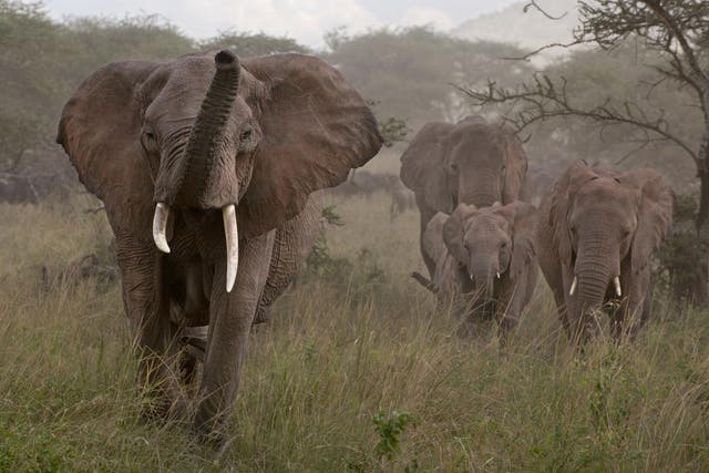 <p>Investigators found hundreds of items from tusks on sale</p>