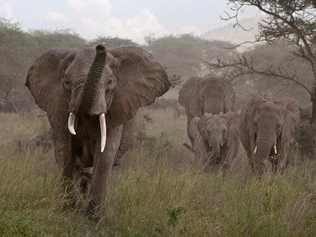 Elephants are so big that their snorts and grunts generate very low-frequency vibrations