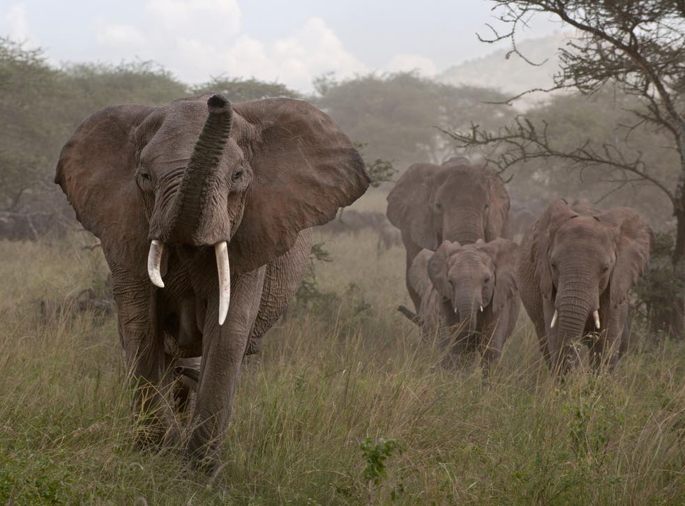 You herd it here first: elephants can ‘hear’ seismic vibrations through their feet
