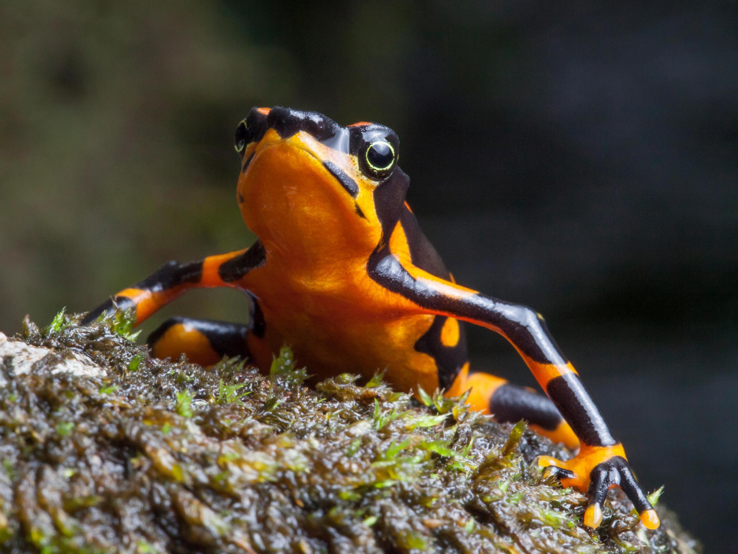 The global exotic pet trade is spreading a deadly fungus that has wiped out a third of all frog species