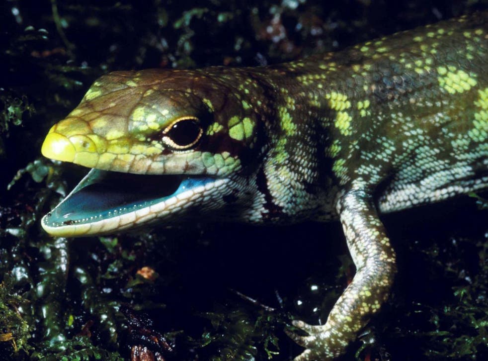 Prasinohaema prehensicauda is one of the lizards from New Guinea with green blood, which also turns its tongue green