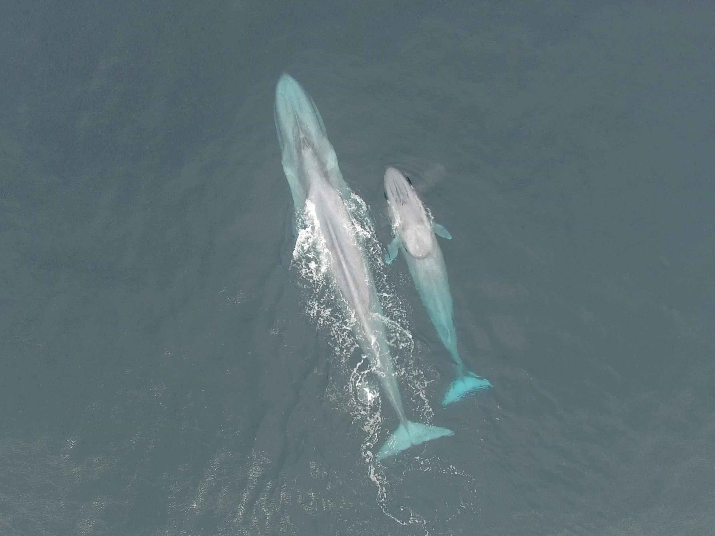 Military sonar disturbs blue whales' feeding, research reveals | The  Independent | The Independent