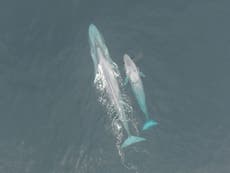 Military sonar disturbs blue whales’ feeding, research reveals