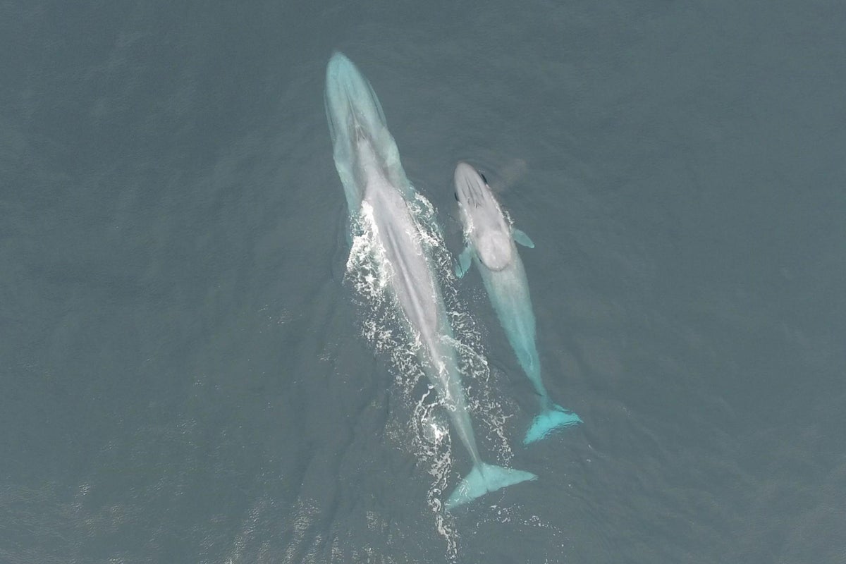 Scientists discover a new population of the biggest animals to have ever lived
