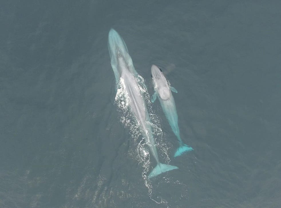 Blue whales are the largest animals ever to have lived on Earth