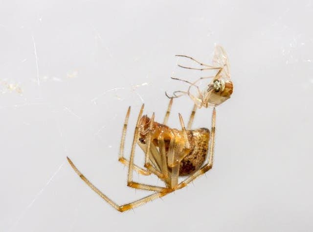Related video: Kim the spider taught to jump on demand