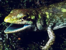 The mystery over lizards that have green blood that should kill them