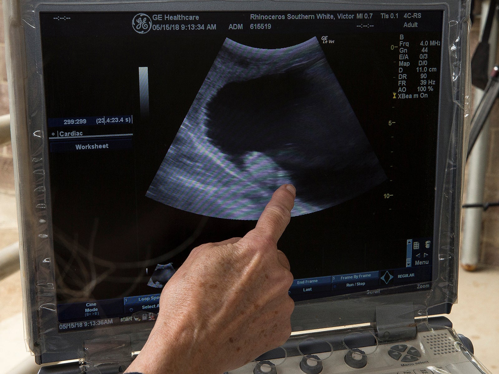 An ultrasound of Victoria the rhino showing her two month-old foetus