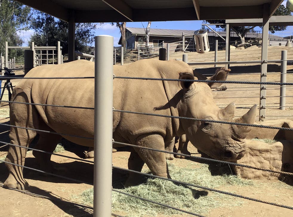 Victoria, a pregnant southern white rhino at the San Diego Zoo Safari Park, could provide hope for the survival of the northern white subspecies