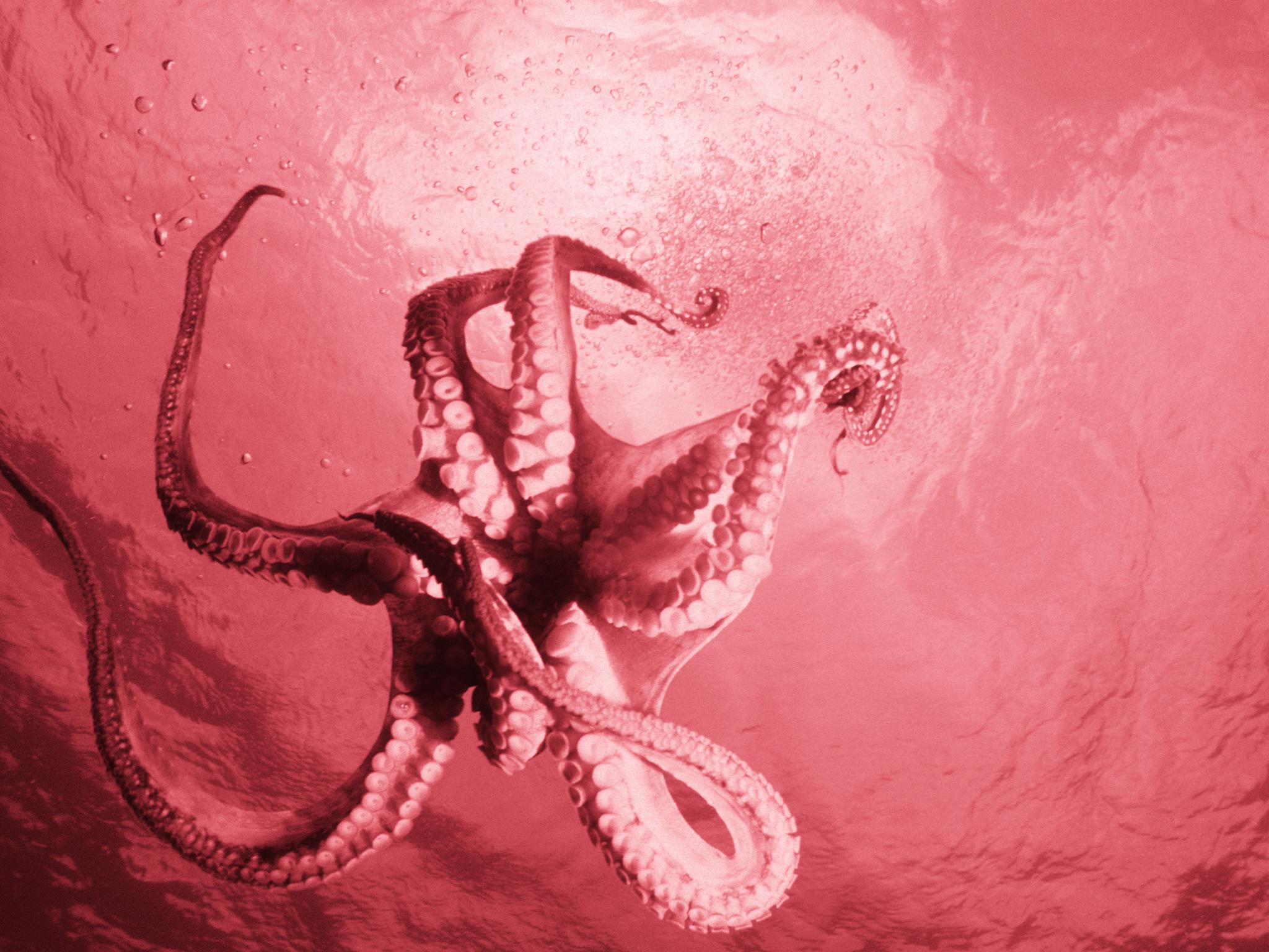 Are octopuses aliens from outer space that were brought to Earth by  meteors? | The Independent | The Independent