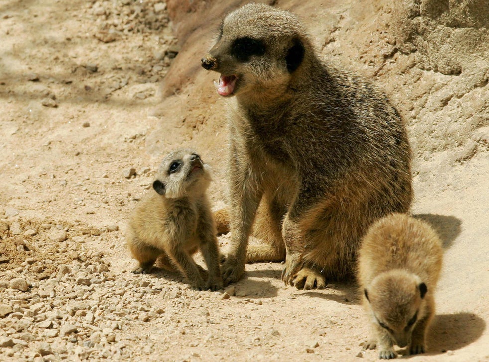 Schoolboy Receives Death Threats After Unintentionally Killing Pregnant Meerkat At Zoo In Hungary The Independent The Independent Woman arrives to farm to find slaughtered animals throughout property. schoolboy receives death threats after