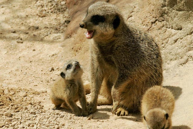 A mother meerkat with her newborn babies. Zara is thought to have bitten the boy to protect her family.