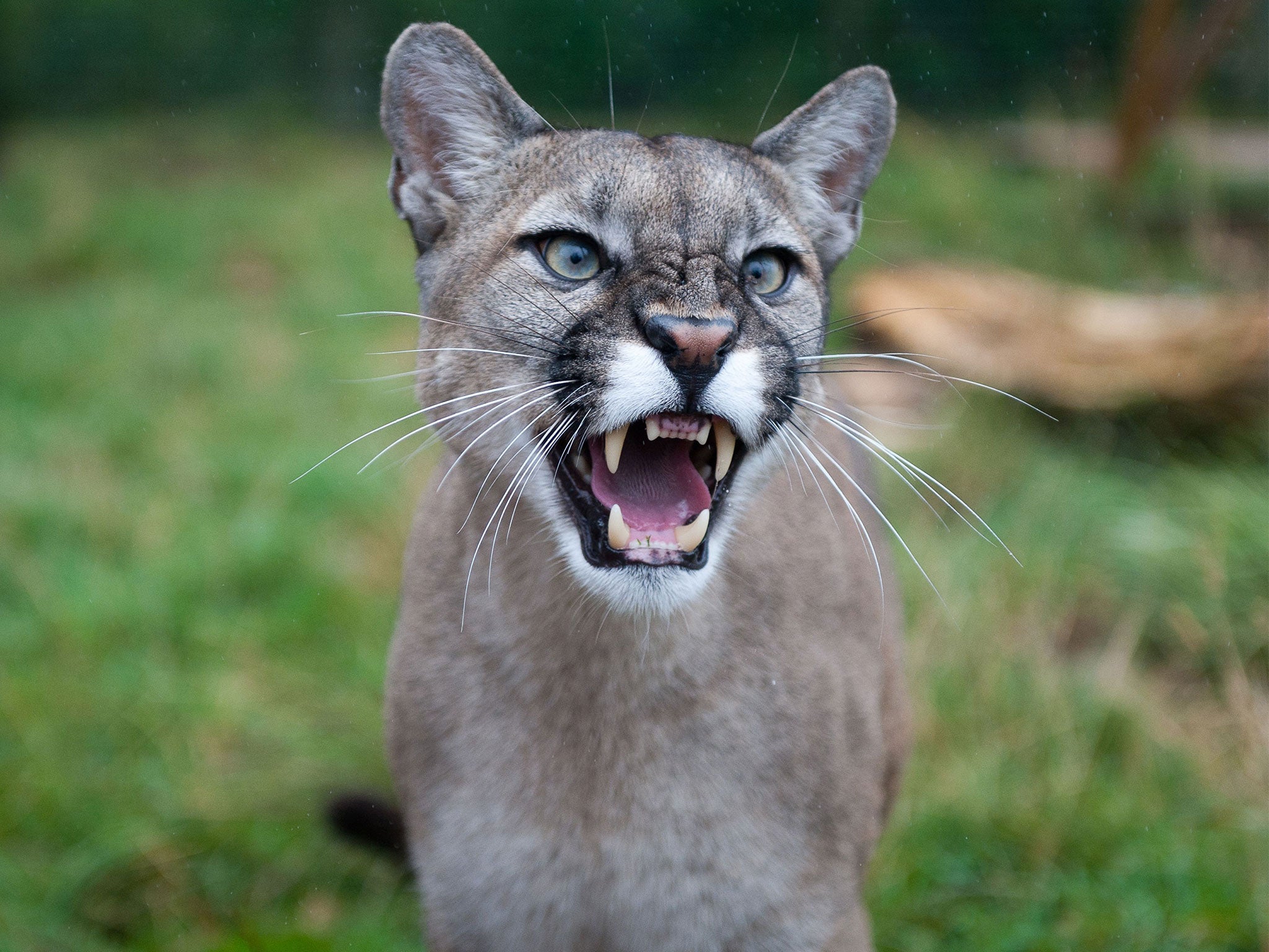 Reifer Cougar Auf Schwarzem Telegraph