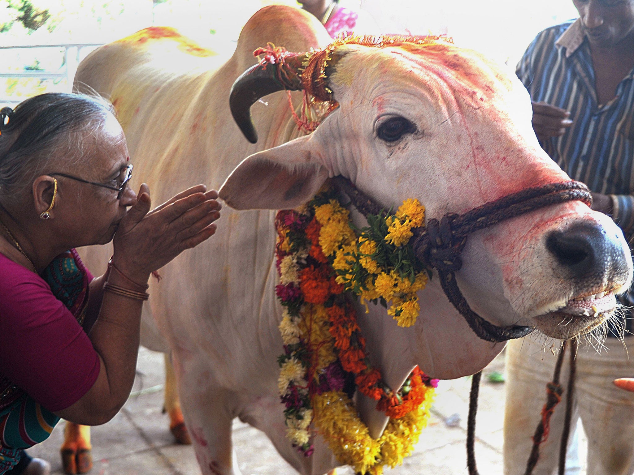 Cows are considered sacred by large swathes of India's population [stock image]