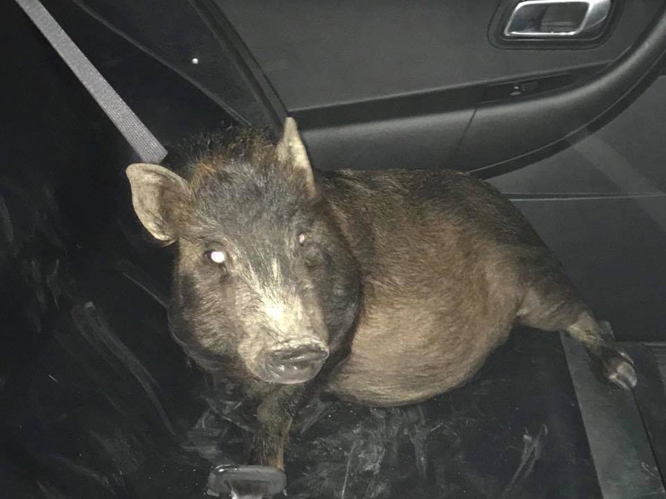 The marauding swine was 'wrangled' into a police car and later returned to its owner