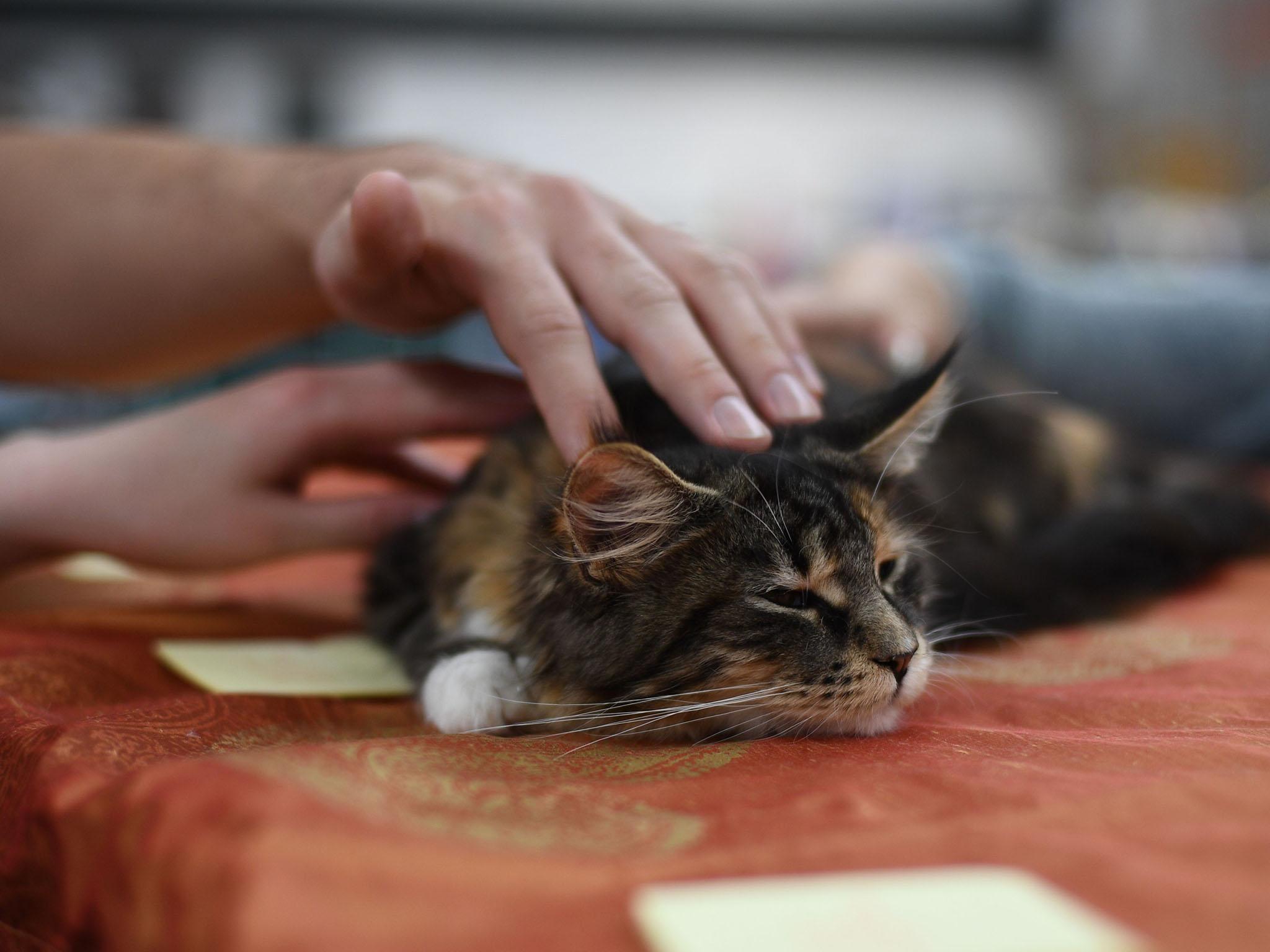 Cat owners have to stop their pets getting into trouble 1,350 times a year