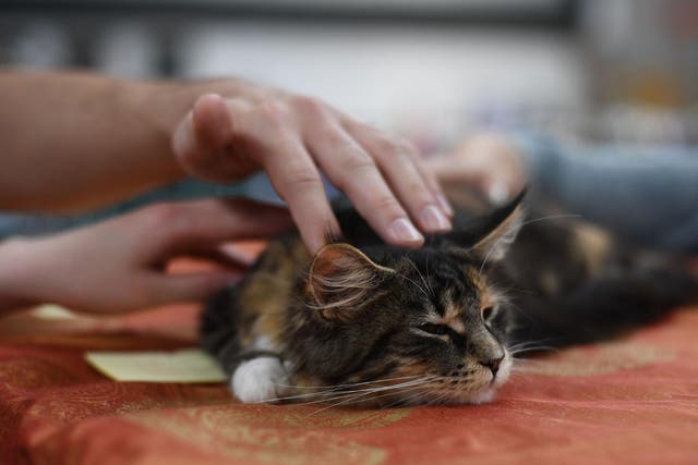 A person pets a cat at the International Cat Show in Warsaw, Poland, 06 May 2018  Jacek Turczyk/EPA-EFE/REX