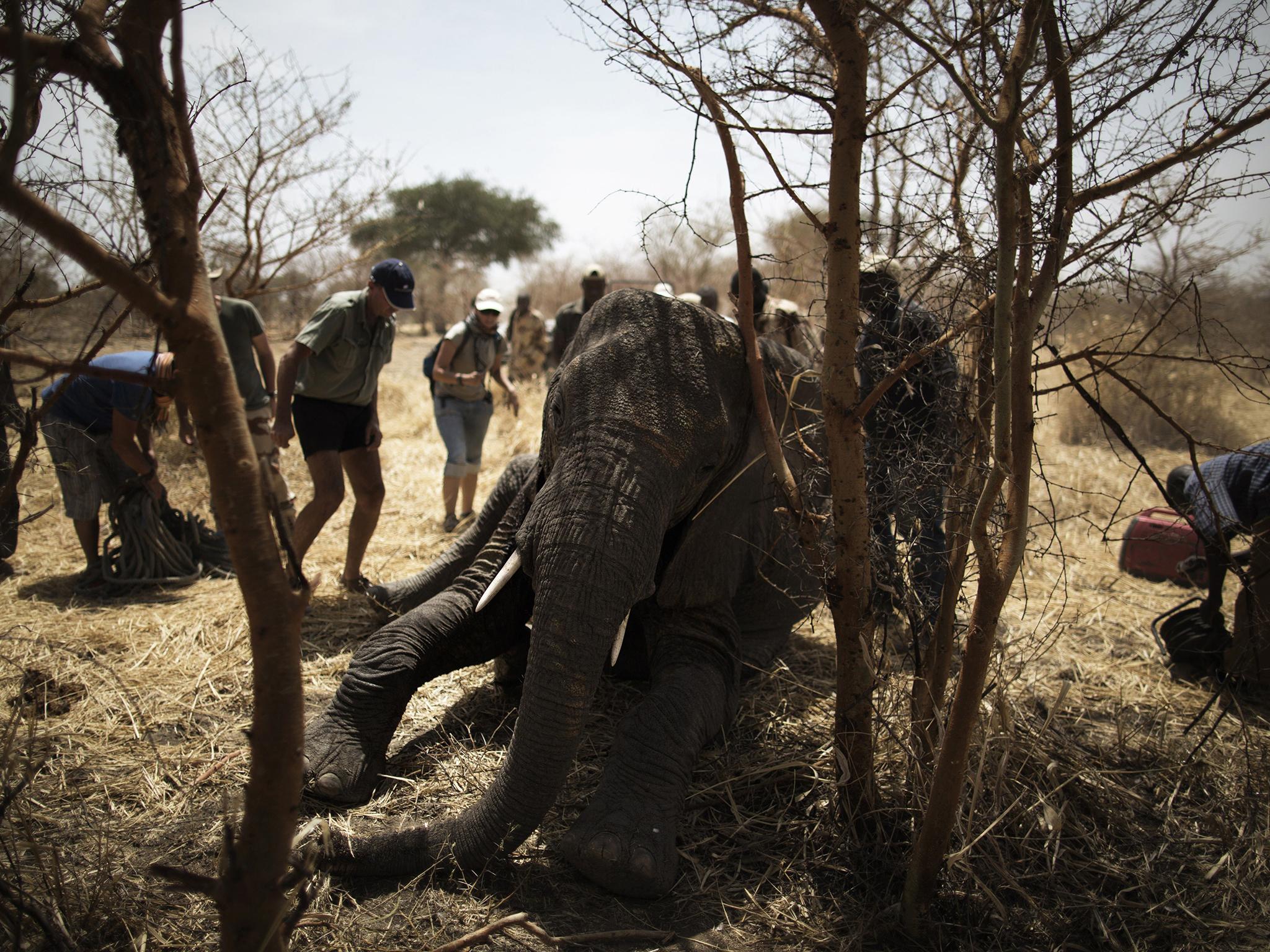 African Parks staff scramble to help an elephant who fell on a dangerous position after being darted during a collaring operation aimed at preserving elephants in the park