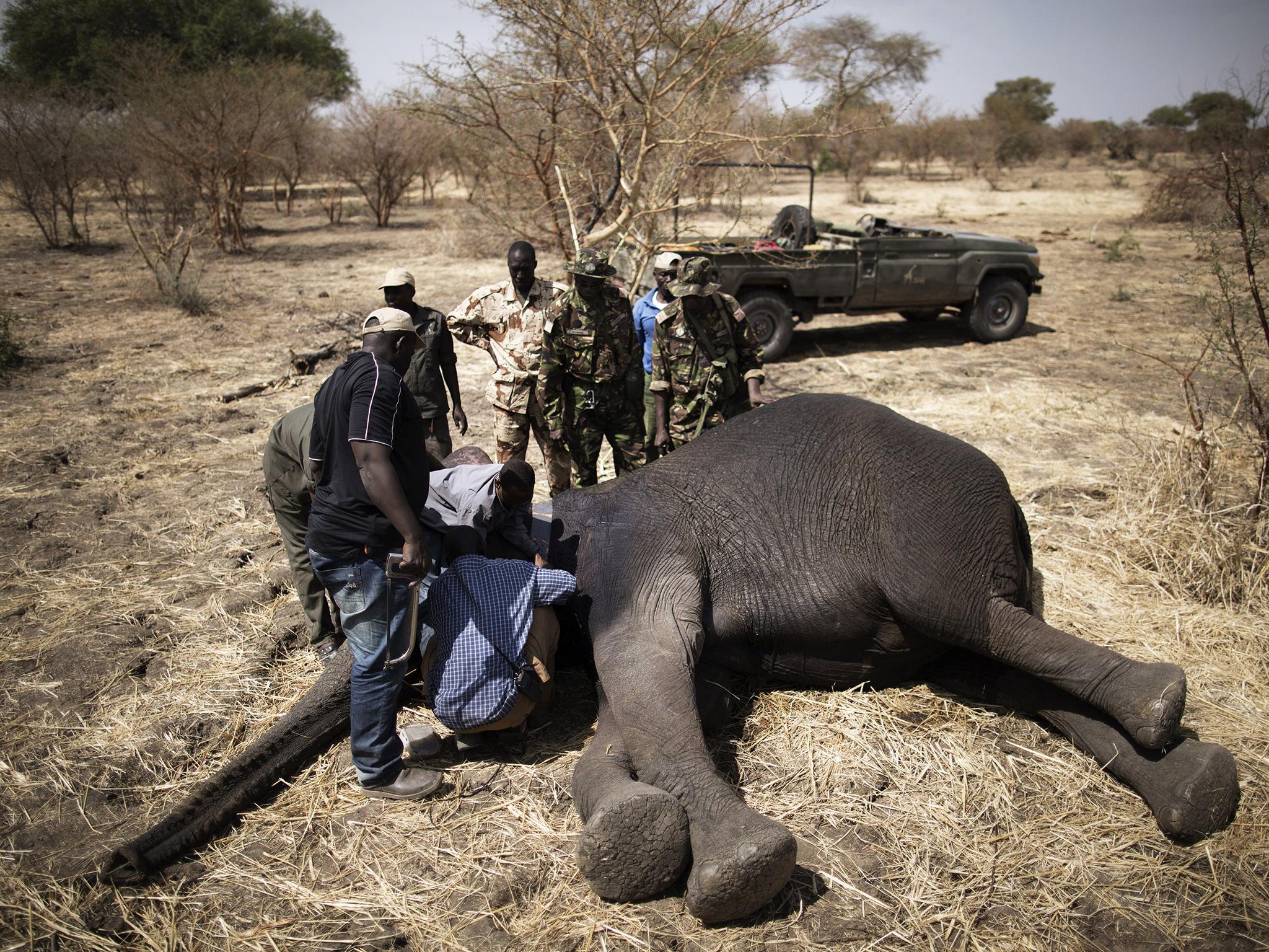 A sedated elephant is fitted with a radio collar that will in the future relay its position, increasing the chances to protect him against poachers