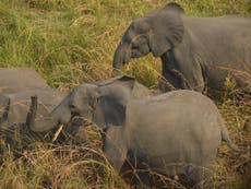 How Zakouma National Park is saving Chad’s elephant population