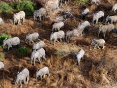 How Chad’s killing fields have been transformed into an elephants’ haven