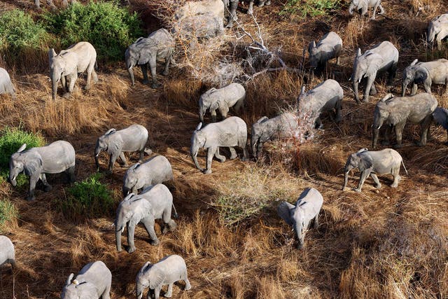 Made up of more than 500 animals, the Zakouma herd is one of the largest surviving in Central Africa