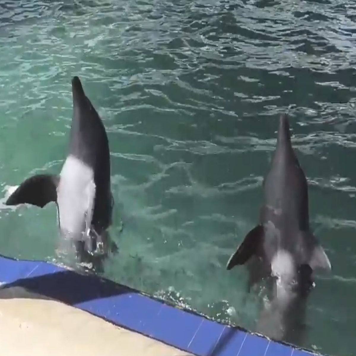 Captive dolphins endure extensive suffering in their tragic lives