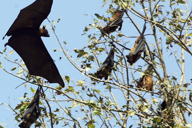 <p>File: Nipah virus is carried by the fruit bats of the family <em>Pteropodidae</em> – particularly species belonging to the <em>Pteropus</em> genus</p>