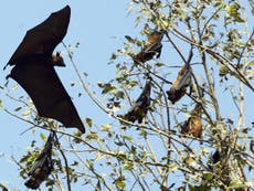 What is the Nipah virus and how is it transmitted?