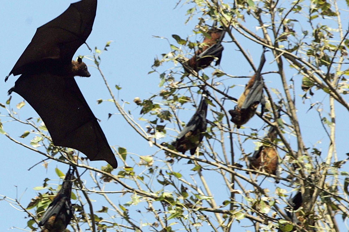 India rushes to contain deadly Nipah virus outbreak after five cases confirmed