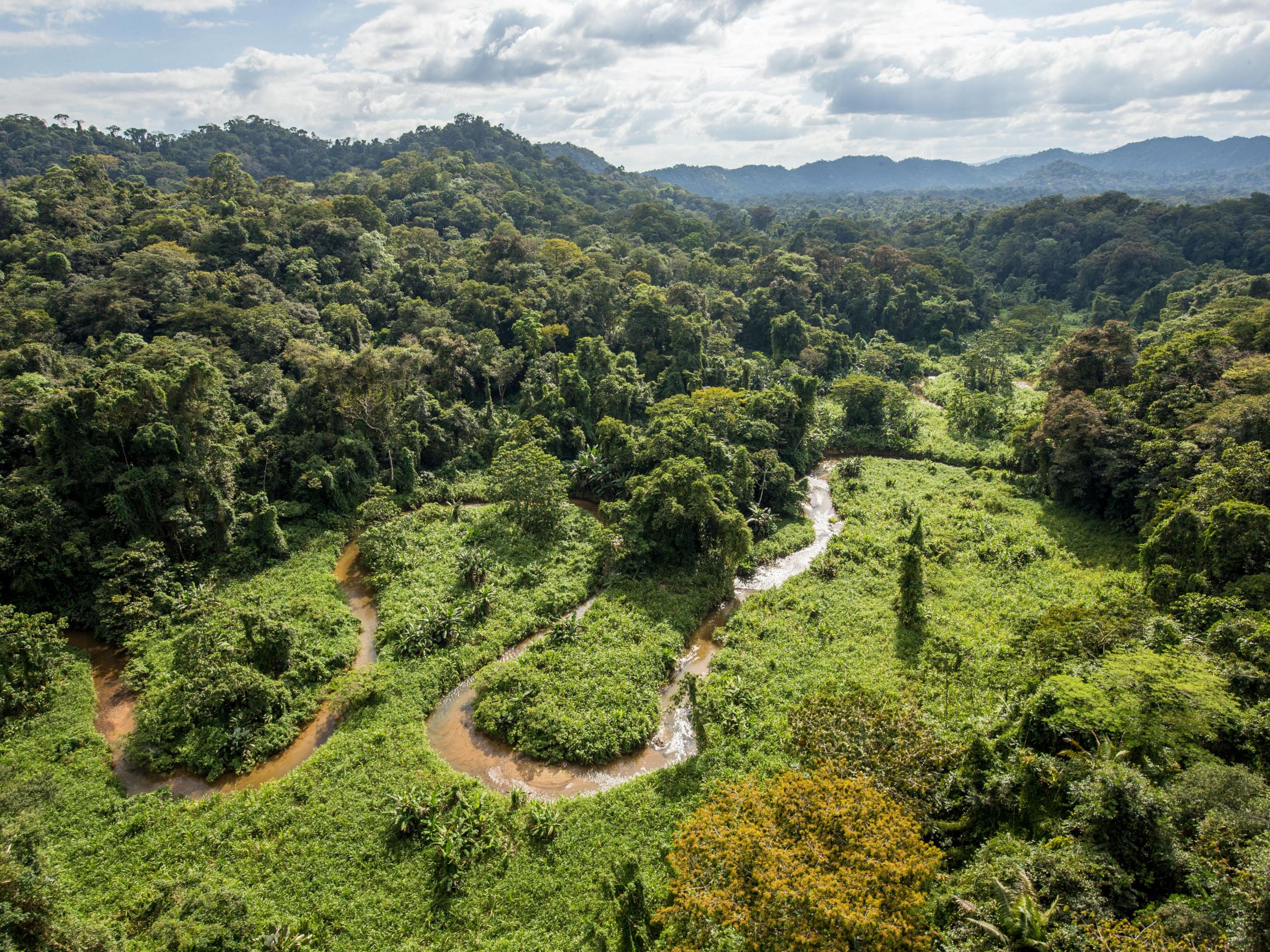 UK - Green Football Weekend Landing – Rainforest Trust