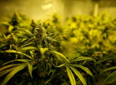 Royal College of Psychiatrists to consider cannabis legalisation