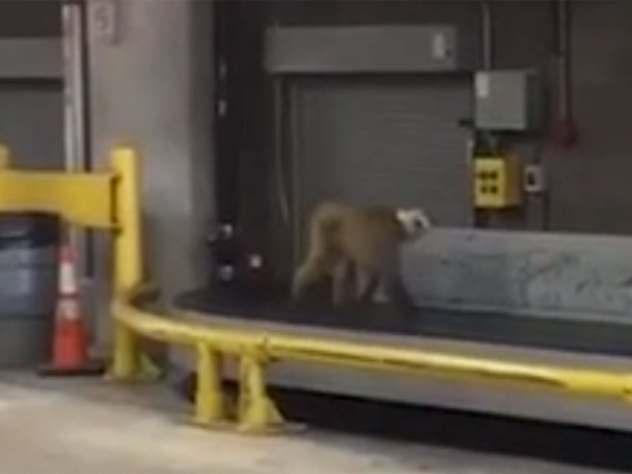 Dawkins, a rhesus macaque, managed to escape from his transport crate