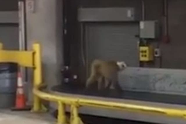 Dawkins, a rhesus macaque, managed to escape from his transport crate