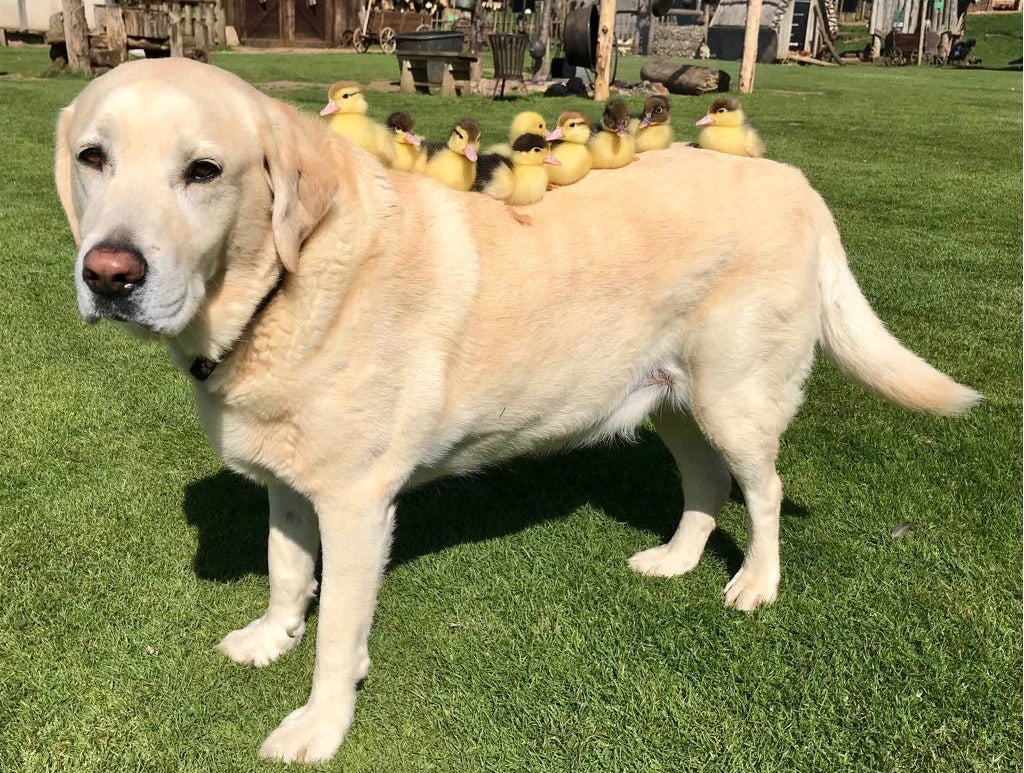 Dog raises nine orphaned ducklings &apos;after mother duck killed by fox&apos;