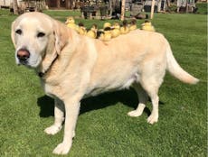 Dog raises nine orphaned ducklings ‘after mother duck killed by fox’