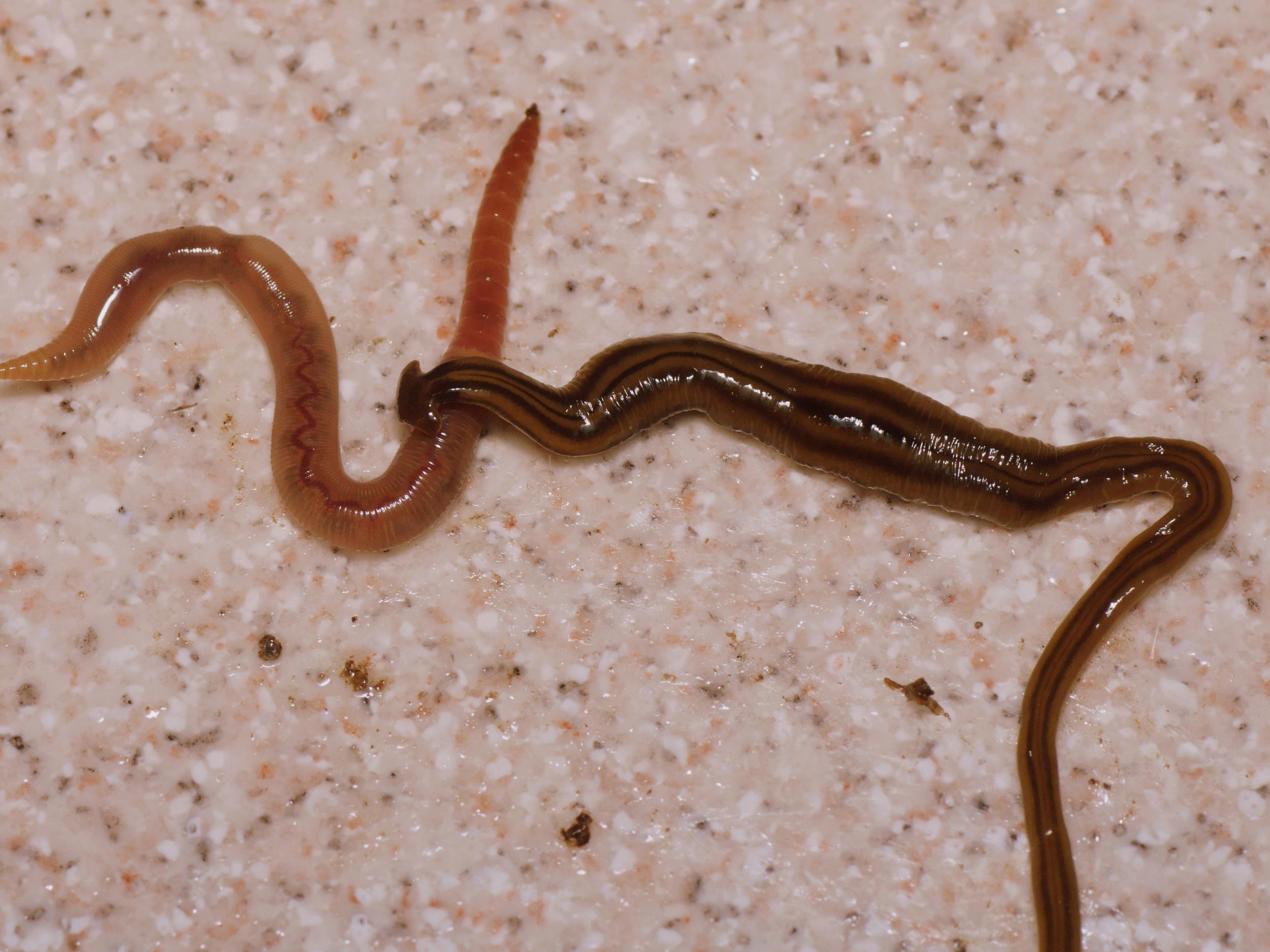Bipalium kewense killing an earthworm