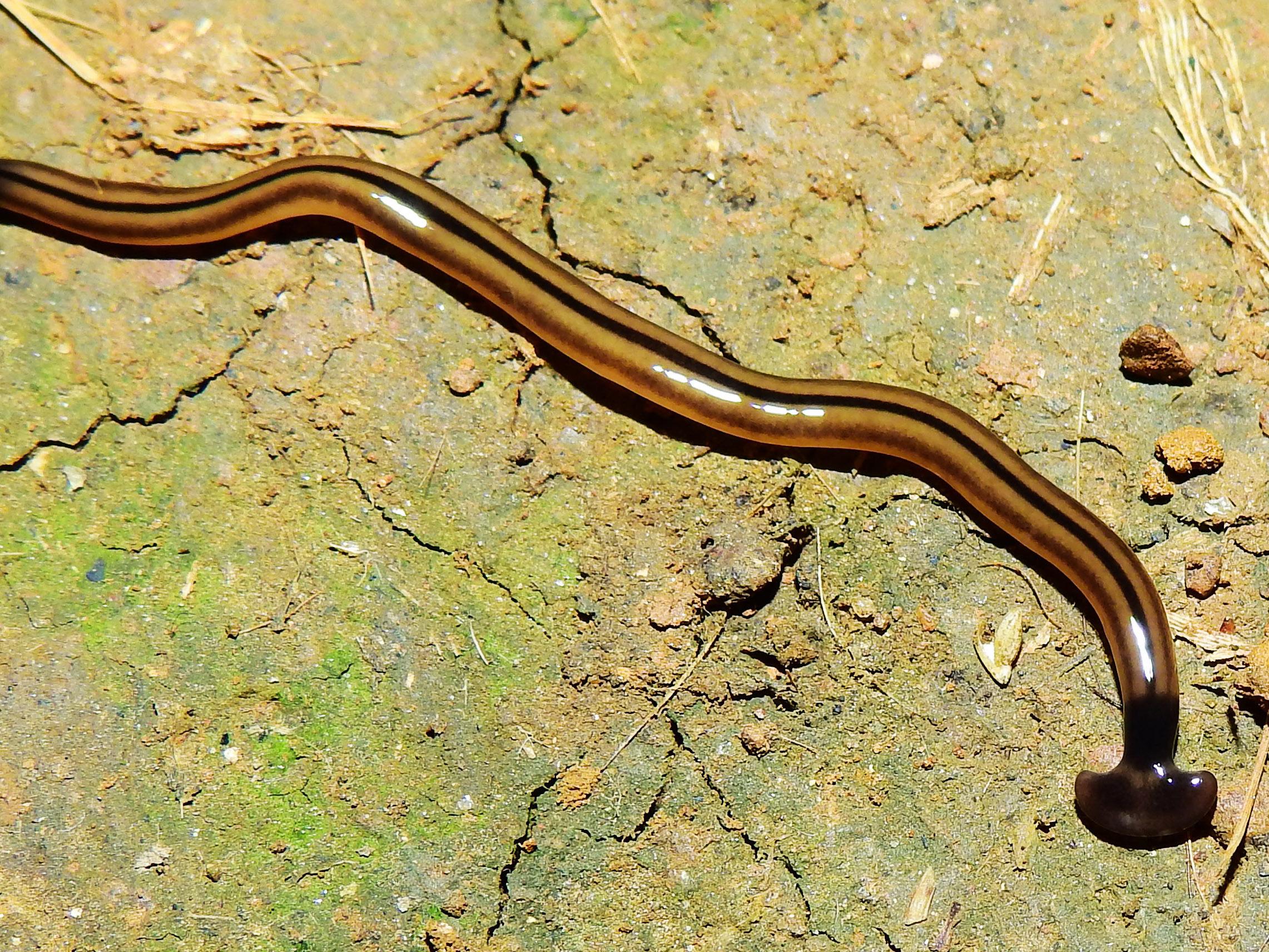 flat worms in north carolina