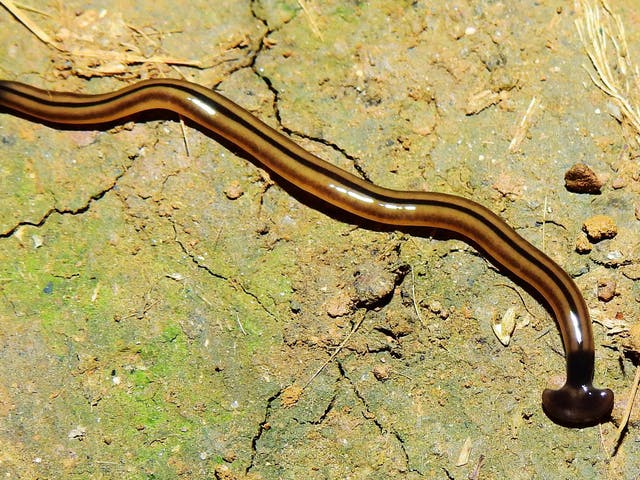 Bipalium vagum flatworm in French Guiana