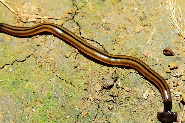 Bipalium vagum flatworm in French Guiana