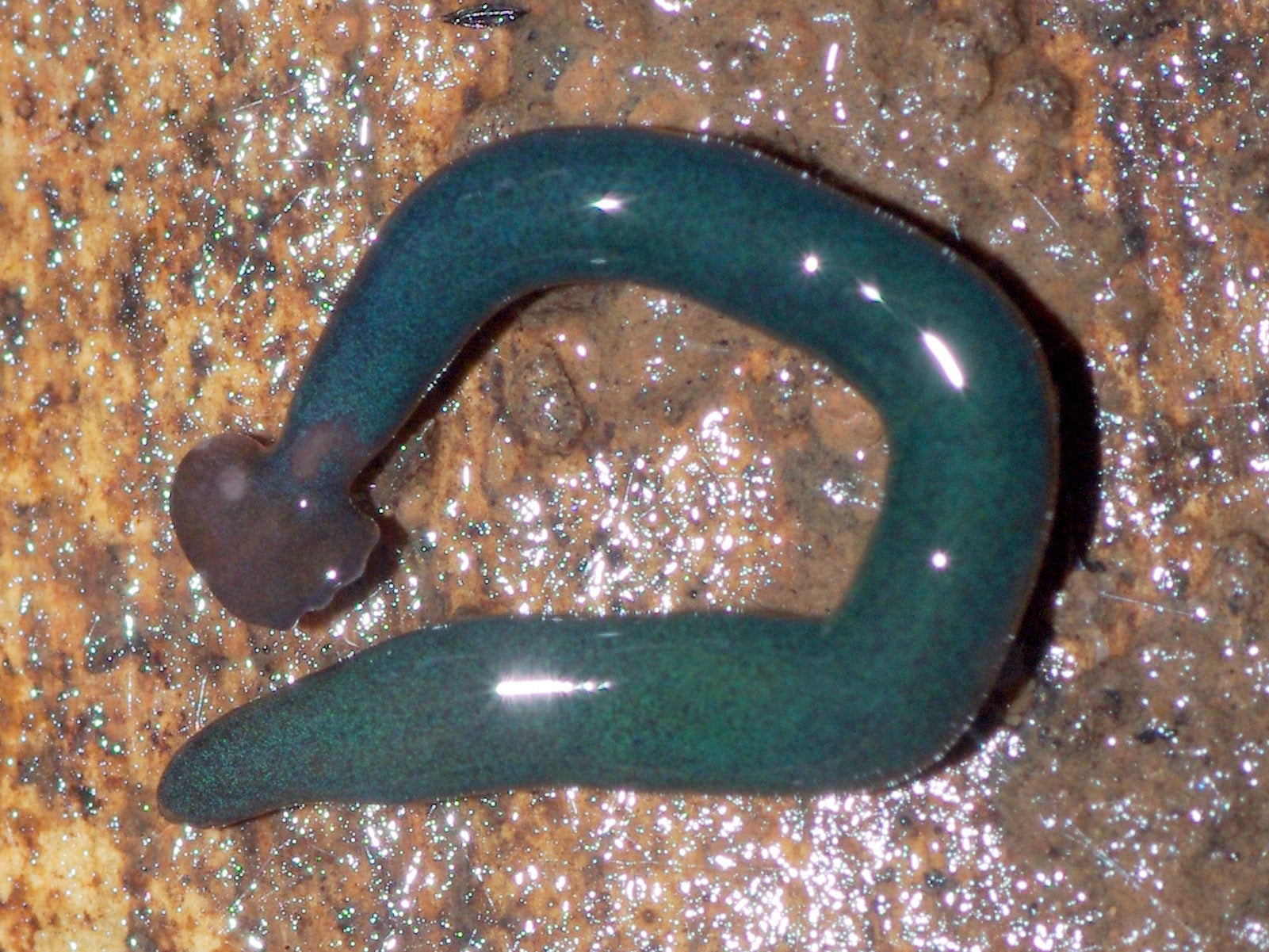 Hammerhead worm species Diversibipalium 'blue' from Mayotte, a French island off the African East Coast