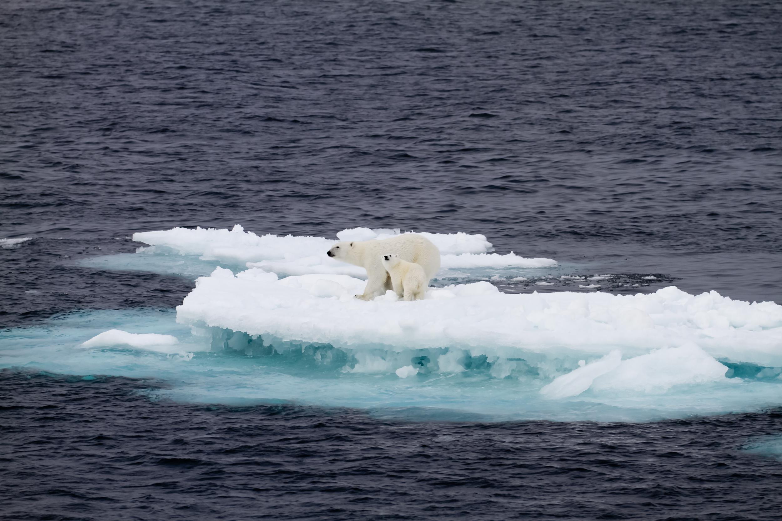 A longhaul flight to see polar bears in their natural habitat can contribute up to 8.61 tons of carbon dioxide