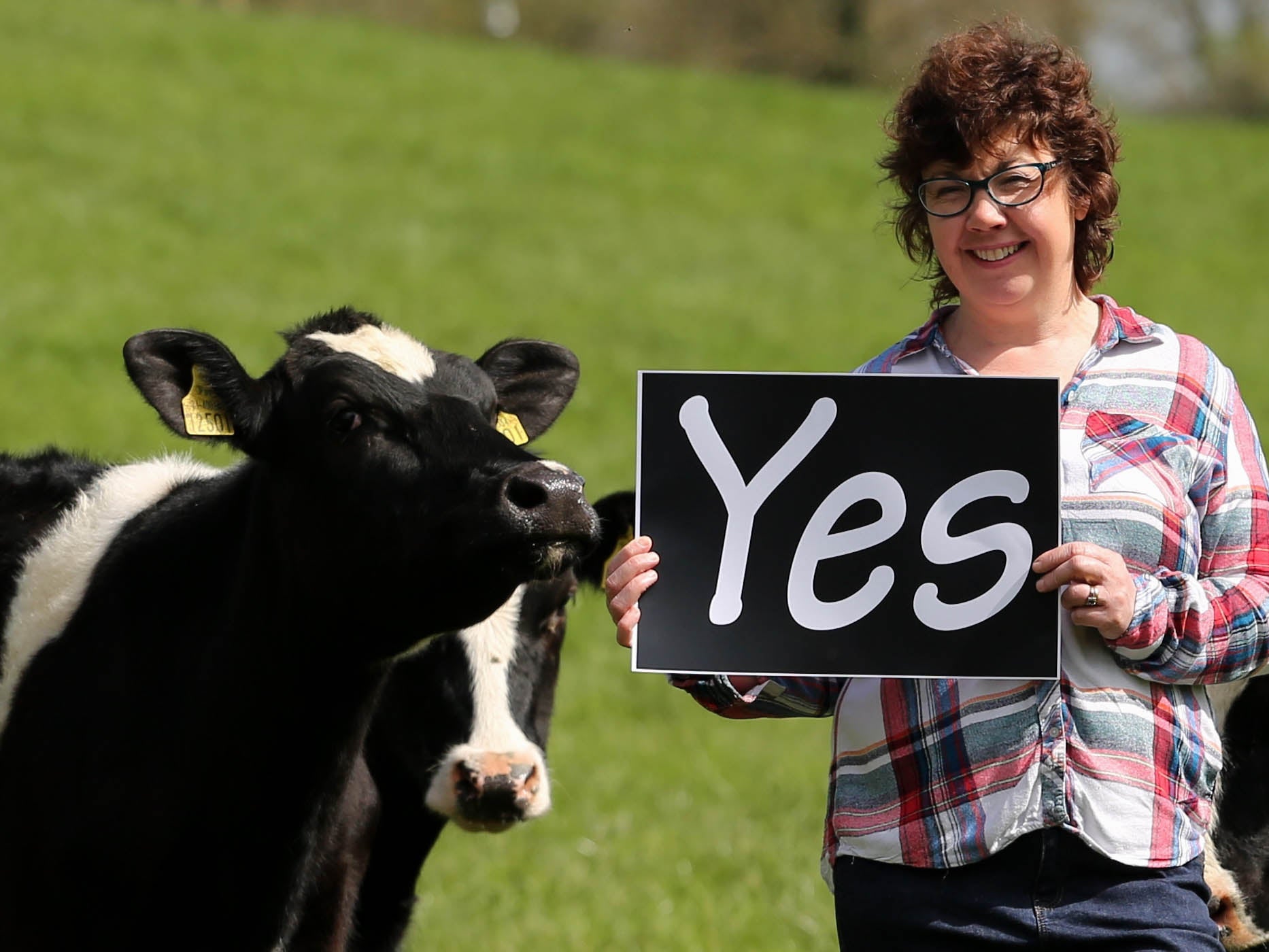 The author Lorna Sixsmith and her dairy cows showing their support for removing Ireland’s eighth amendment