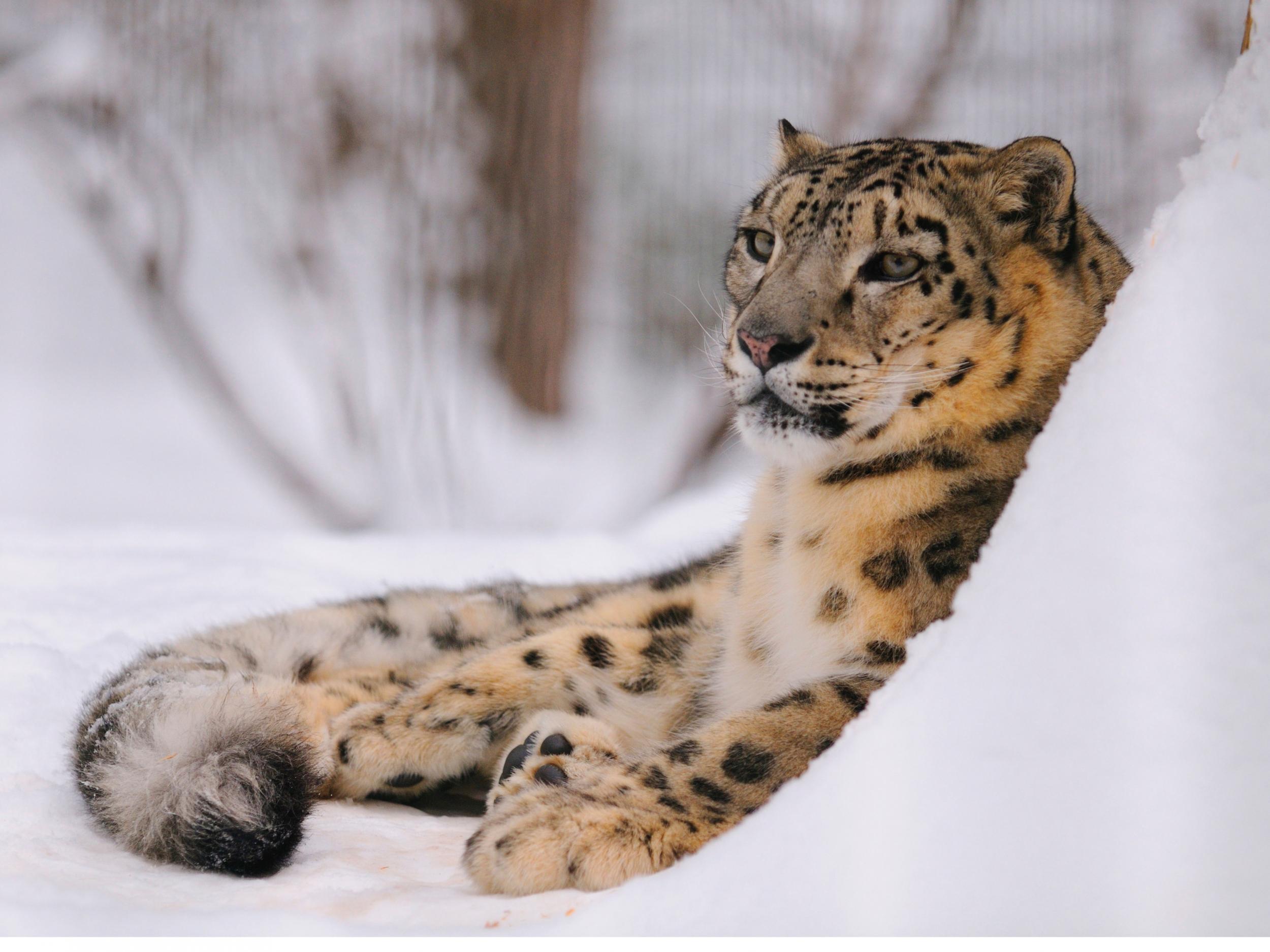 As many as 450 snow leopards are poached annually