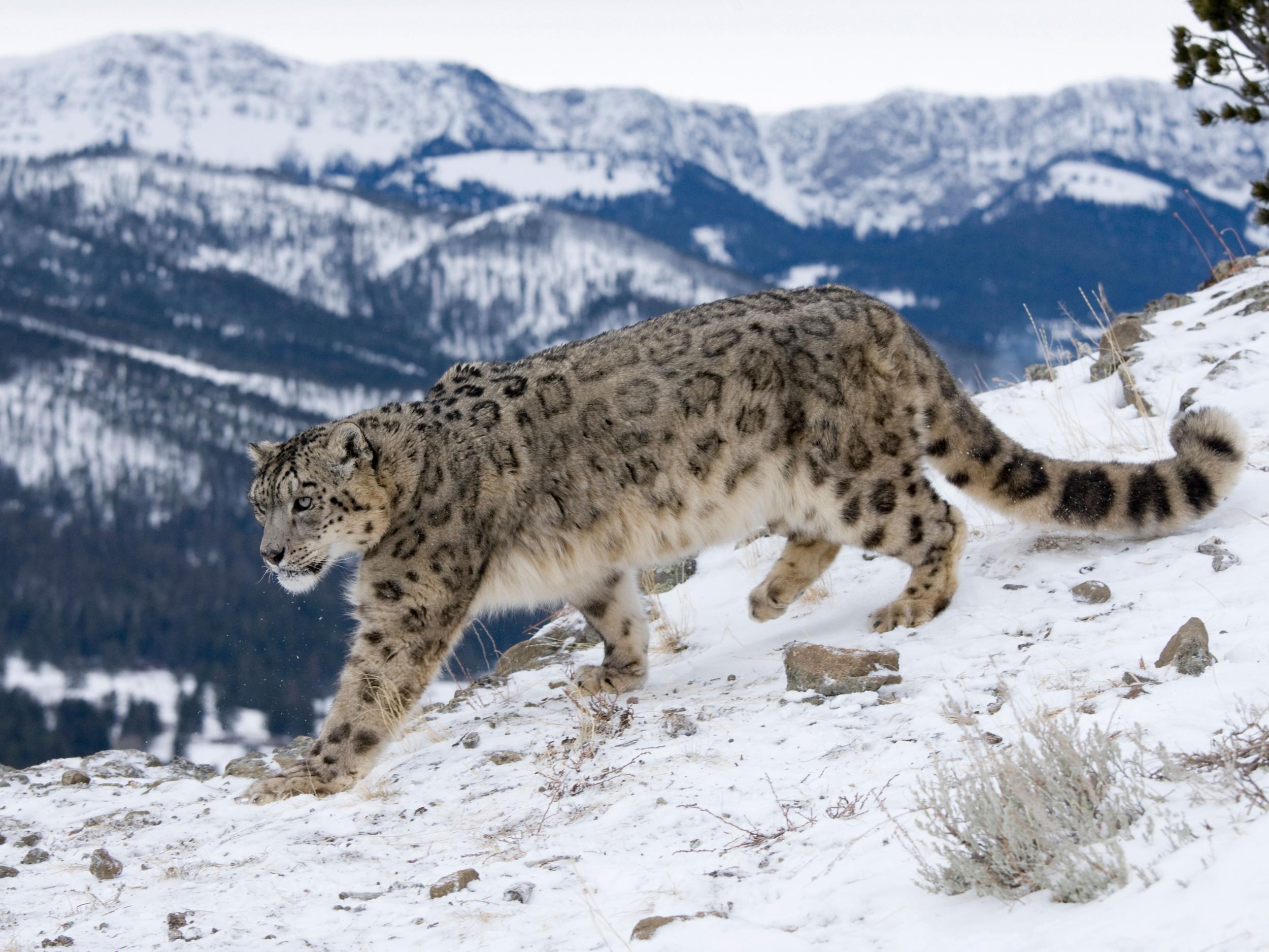 Snow leopards have the longest and thickest fur of any big cat, and a long, thick tail that they can wrap around themselves to stay warm