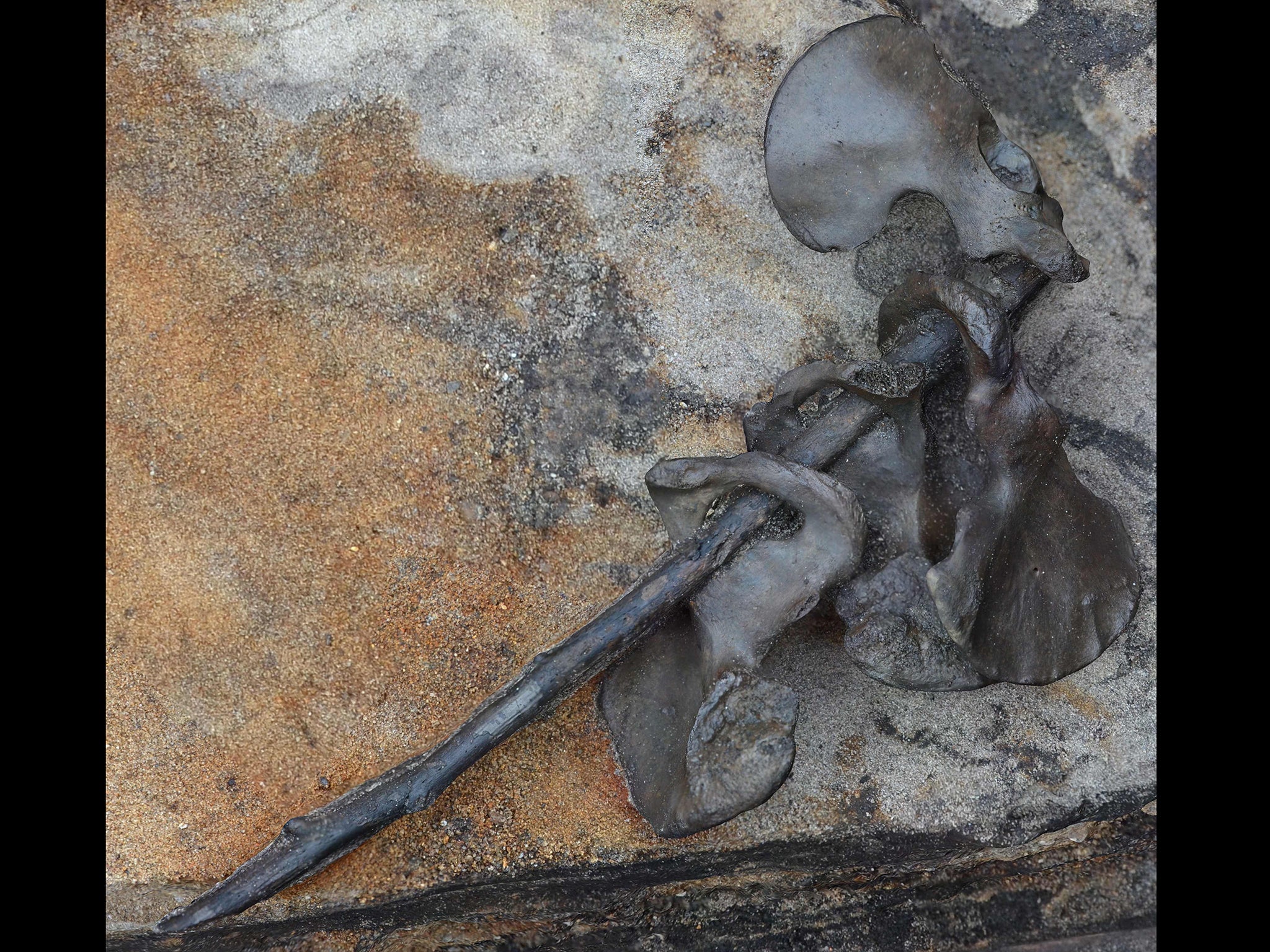 Four pelvic bones laced onto an alder branch found at the archaeological site of Alken Enge, Jutland