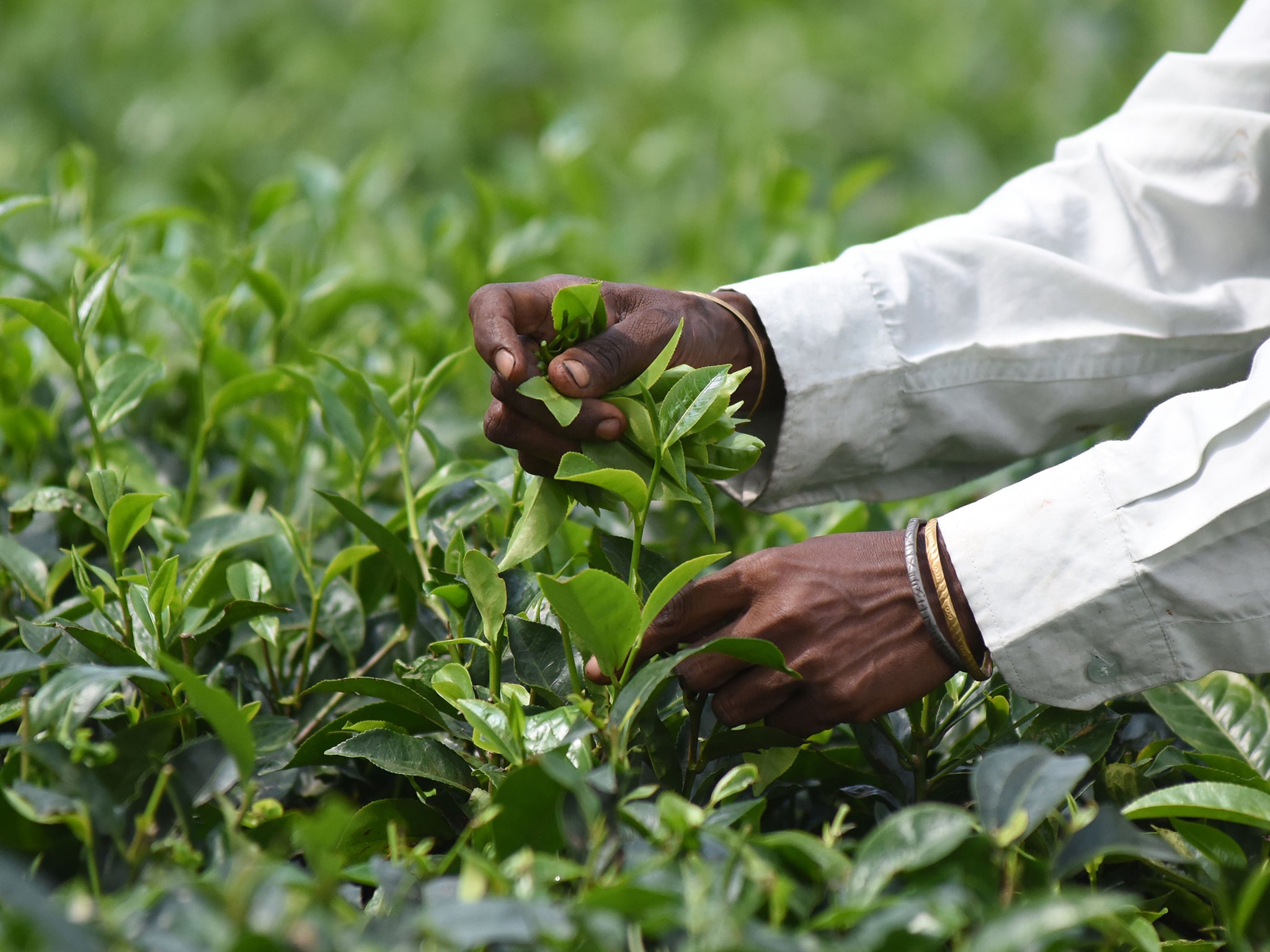 An Indian tea plantation worker picks leaves in a tea garden in Kaziranga, east of Guwahati