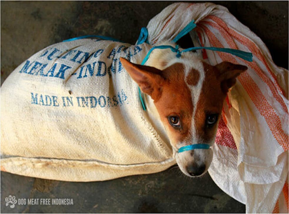 Dogs' mouths are taped shut and they are tied in sacks