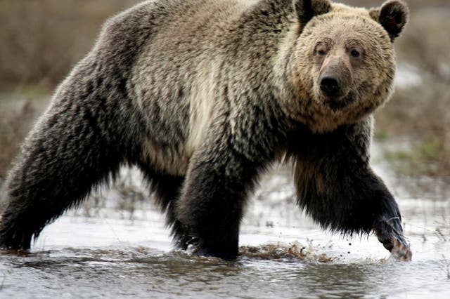 The proposal to scrap the 2015 restrictions would give Alaskan state wildlife managers the discretion to decide what kinds of bear-hunting methods are permitted across 20 million acres of national preserve lands