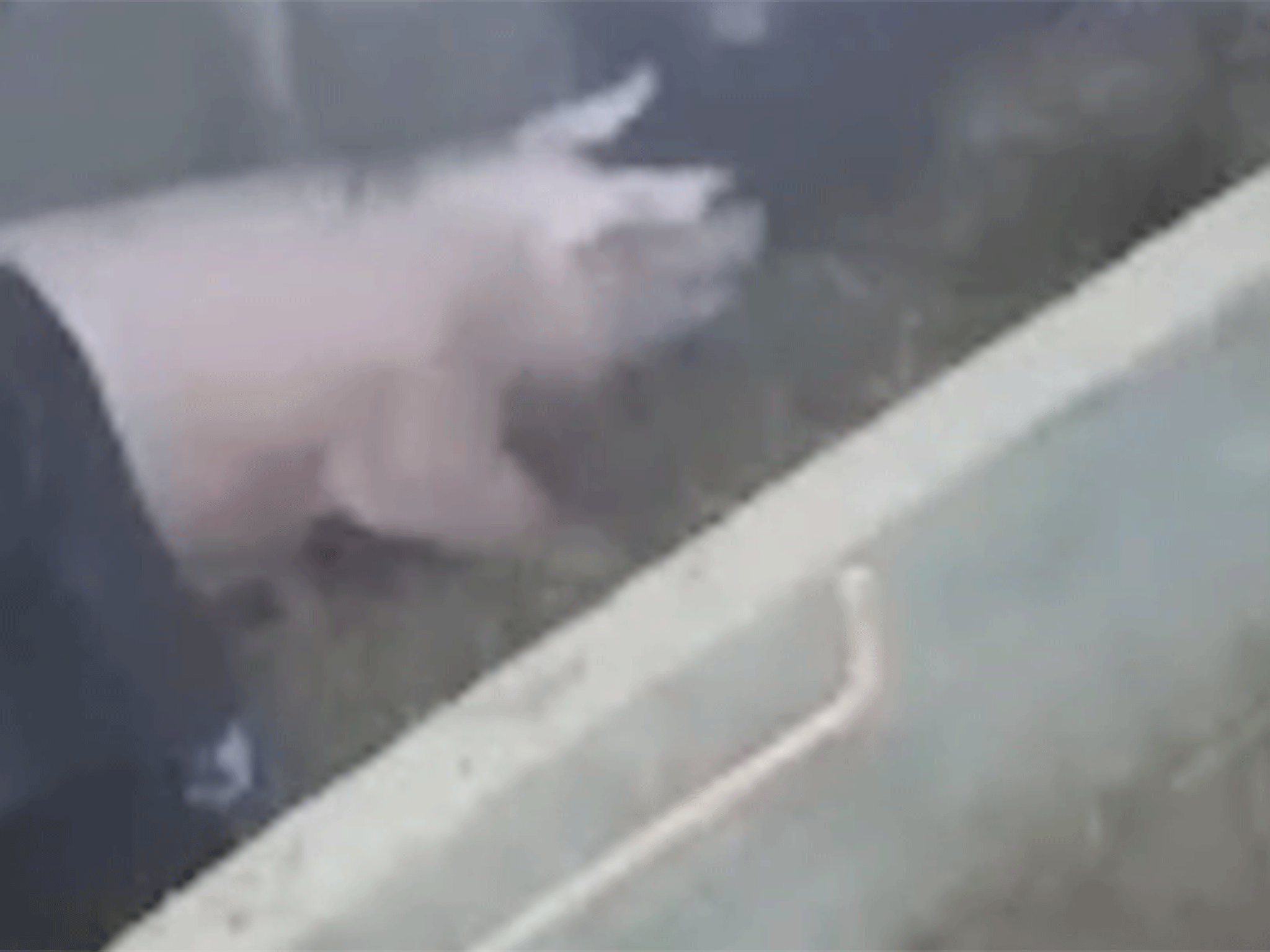 Undercover footage shows pigs being beaten and abused on British farm